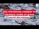 VIDEO. Cette chercheuse nantaise en robotique a contribué à révéler un grand secret des oiseaux