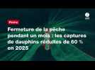 VIDEO. Fermeture de la pêche pendant un mois : les captures de dauphins réduites de 60 % en 2025
