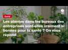 VIDEO. Les plantes dans les bureaux des entreprises sont-elles vraiment si bonnes pour la santé ? On vous répond