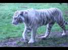 VIDÉO. À la découverte de ce tigre blanc du zoo de La Flèche "issu d'une mutation génétique"