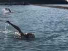 VIDEO. A Granville, ils nagent en eau froide pendant tout l'hiver : "C'est ma thérapie"