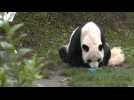 ZOOPARC DE BEAUVAL / Un dernier goûter pour les deux pandas Huan Huan et Yuan Zi