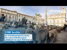1500 brebis en transhumance dans les rues d'Arles pour célébrer la race Mérinos