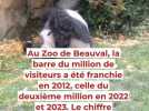 Animaux - On a assisté à l'ultime goûter du couple de pandas géants originels du ZooParc de Beauval