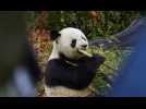 VIDÉO. « C'est beaucoup d'émotions » : les adieux au couple de pandas du zoo de Beauval