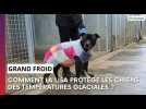 Grand froid : comment le refuge de la Lisa protège les chiens des températures glaciales ?