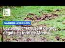 Les sangliers causent de gros dégâts en forêt de Mormal