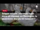 VIDEO. Grippe aviaire : nouveau foyer dans un élevage en Dordogne, le quatrième depuis mi-novembre