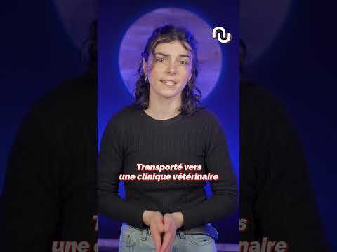 Ce CHAT a été tué par un taxi AUTONOME #shorts