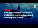 VIDEO. Des orques filmées en train d'attaquer méthodiquement des requins blancs