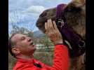 Chien, chat, cheval... Non, cet Aindinois a adopté deux chameaux !