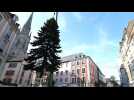 Mulhouse accueille son nouveau sapin, originaire d'un jardin... mulhousien