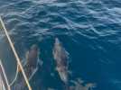 VIDÉO. Transat Café L'Or : Fabrice Amedeo et Andreas Baden accompagnés par des dauphins