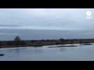 VIDEO. On a suivi une opération de comptage des oiseaux dans les marais de la Manche