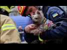 VIDÉO. Ukraine : une chienne secouru au milieu des décombres plusieurs heures après une frappe russe