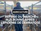Reprise du marché aux bovins en Hautes-Pyrénées