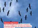 L'impressionnante migration des grues cendrées