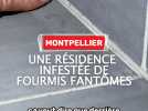 Des fourmis fantômes dans une résidence de Montpellier