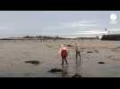VIDÉO. Les grandes marées profitent aux pêcheurs à Saint-Vaast-la-Hougue