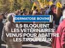 Dermatose bovine : Ils bloquent les vétérinaires venus pour abattre les troupeaux