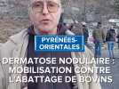 Dermatose nodulaire : mobilisation contre l'abattage de bovins