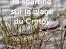 Autorisation d'arrachage de la spartine sur la plage du Crotoy