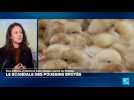 Les poussins toujours broyés en France