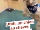 Handi'Chiens - 