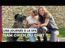 Et vous, vous êtes team chien ou chat ?
