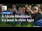 Duisans : un jeune cocker 