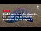 VIDEO. Faut-il avoir peur des physalies au « venin très douloureux » échouées sur les plages ?
