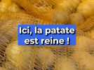Ici, la patate est reine !