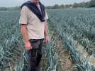 La culture du poireau à la ferme Verbecq de Verquin