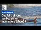 Que faire si vous tombez sur un mammifère échoué ?