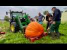 VIDÉO. Légumes géants : au concours national, cinq podiums pour Tom et Ben, dans la Manche