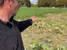 Vols de légumes dans les champs : 200 kilos de courges dérobés chez un agriculteur de Souchez