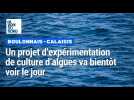 Un projet d'expérimentation de culture d'algues en préparation