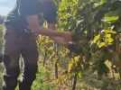 Marie Smessaert et son mari Alexandre se sont lancés dans la viticulture dans l'Oise