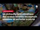 VIDEO. Le réchauffement climatique des océans favorise les espèces invasives et perturbe la pêche