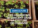 Ces vignerons se lancent dans la culture du chanvre.
