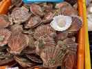 À Boulogne-sur-Mer, les premières coquilles saint Jacques sont arrivées aux étals !