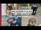 Envie d'adopter un animal ? Ils vous attendent !