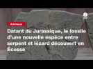 VIDEO. Datant du Jurassique, le fossile d'une nouvelle espèce entre serpent et lézard découvert en Écosse