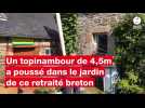 VIDÉO. Insolite. Ce retraité retrouve un topinambour géant chez lui en Bretagne