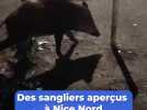 Découvrez ces images de plusieurs sangliers aperçus à Nice