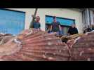 Début de la pêche de la coquille : elle est abondante et abordable !