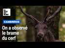 Quelque part dans le Cambrésis, le brame du cerf