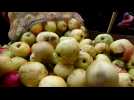 Plabennec : Du jus de pomme pour aider les associations