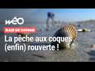 Baie de Somme : la ruée vers les coques !