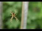 VIDÉO. Avale-t-on vraiment huit araignées par an en dormant ?